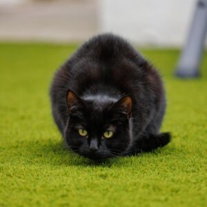 Black cat ready to pounce, to denote 'stealth' for blog post about stealthy domain name acquisitions