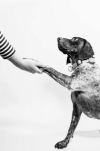 A dog shaking hands with a human, symbolizing that a domain name negotiation has been completed with help from a domain broker.