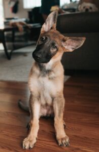 Cute puppy dog looking confused