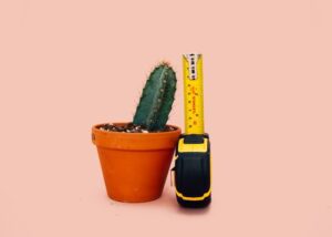 Small cactus next to a tape measure to denote 'short'