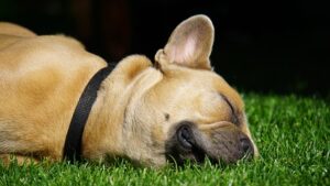 French bulldog relaxing on the grass to deonote the ease of using a domain name broker